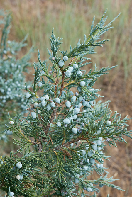 One-seeded Juniper.jpg